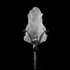 ASPHODEL