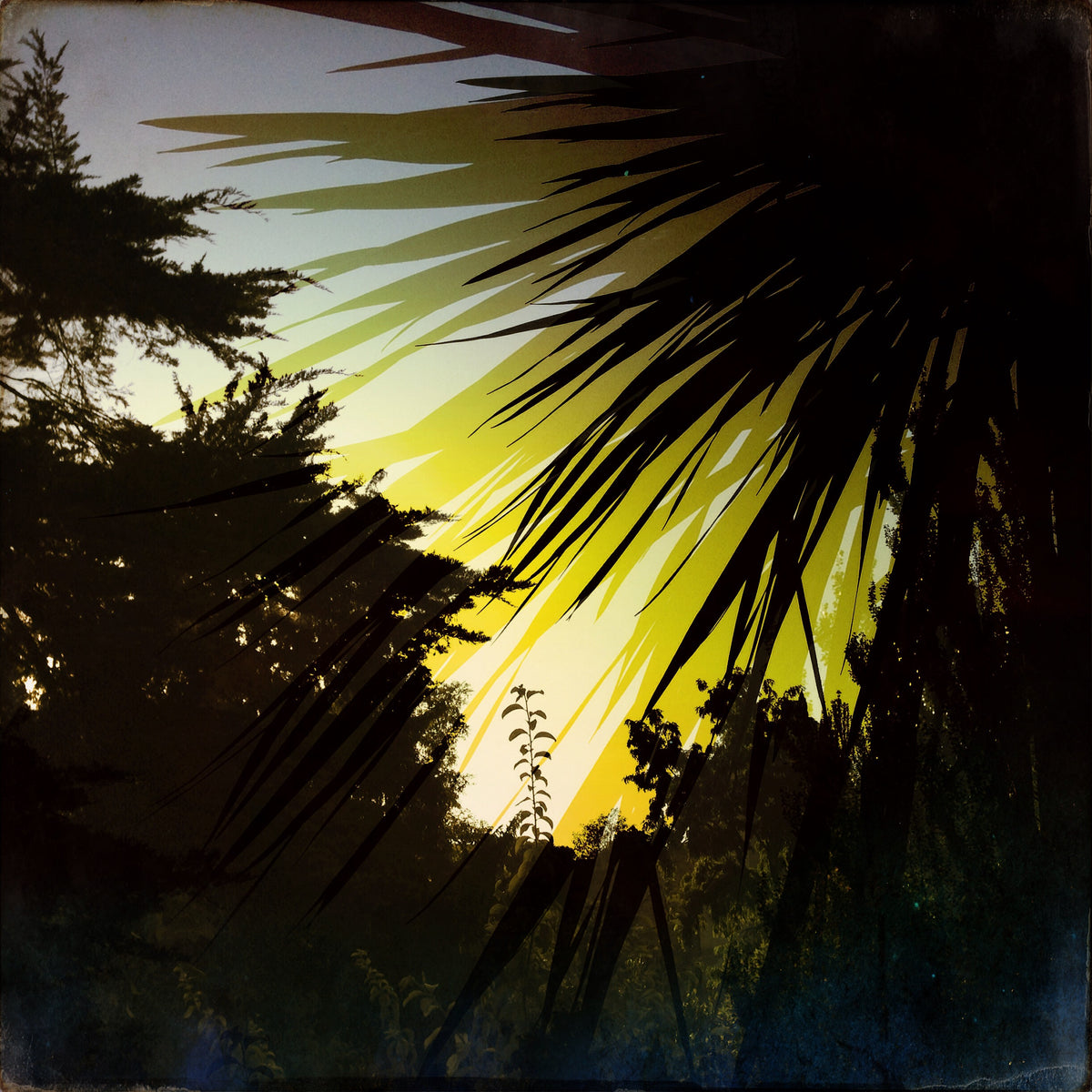 Palms VII