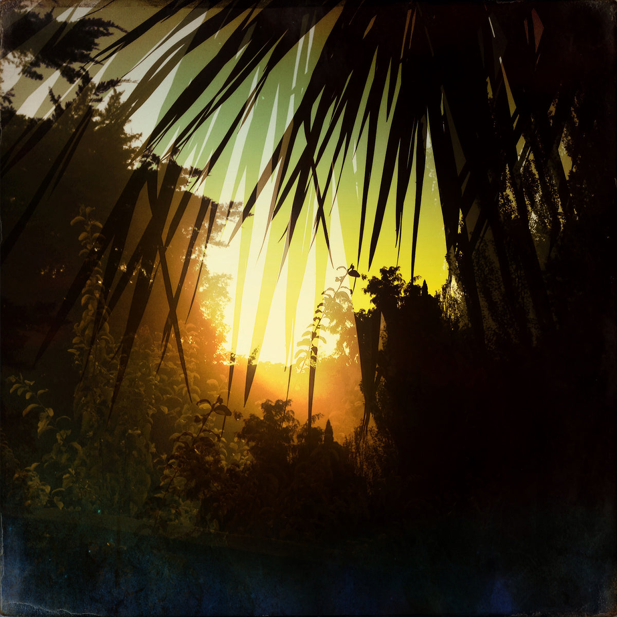 Palms VI