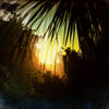 Palms VI